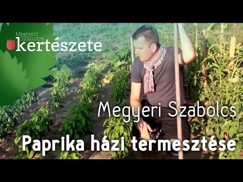 Videó: Zöldek télen – Ismerje meg, hogyan termeszthet zöldeket télen