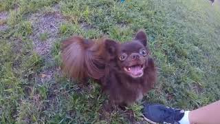 Haulover Dog Park. Miami 2020