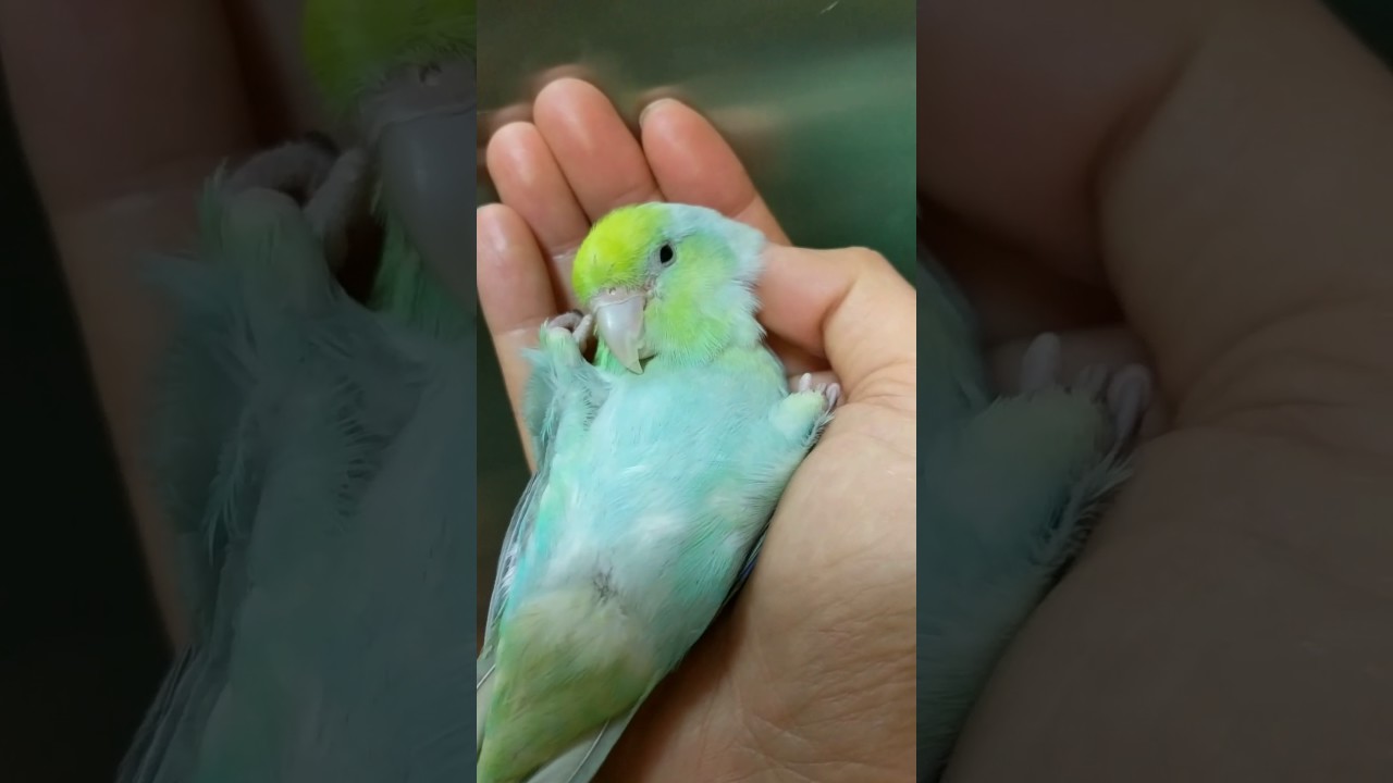 picture Turquoise Marble Parrotlet juniper marbled turquoise parrotlet