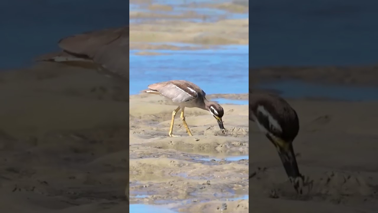 Great Stone-curlew or Great Thick-knee 