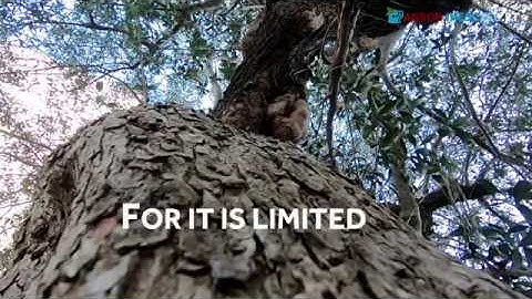 INESC TEC: AGROB​ ​Christmas video