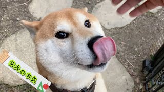 【柴犬】柴犬に一週間ぶりに会ったらめちゃ怒られたんです。