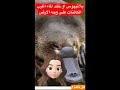 البلاتيبوس اغرب الكائنات الحية