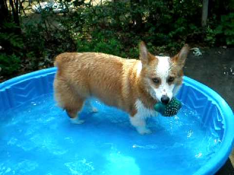 Brandi the pembroke welsh corgi plays in the swimm...