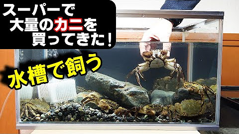 Aqua Channel Of Shuho 秀峰ch Youtube Aqua Channel Of Shuho 秀峰ch Youtube