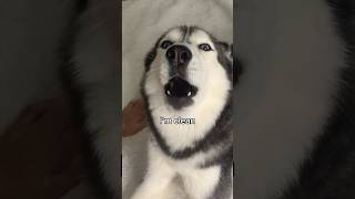 Telling My Husky To Take A Bath Goes Wrong