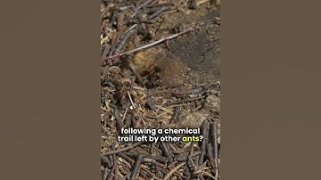 Why Do Ants Follow Each Other?