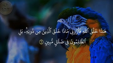سورة لقمان مكتوبة ‏اية ١-١٩ بيشةوا قادر الكردي  Surah Luqman ayah 1-19 Peshawa Qadr Al Kurdi