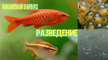 Разведение вишневого барбуса  мой опыт