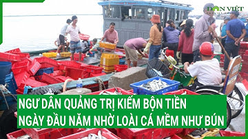 Ngư dân Quảng Trị kiếm bộn tiền ngày đầu năm nhờ loài cá mềm như bún