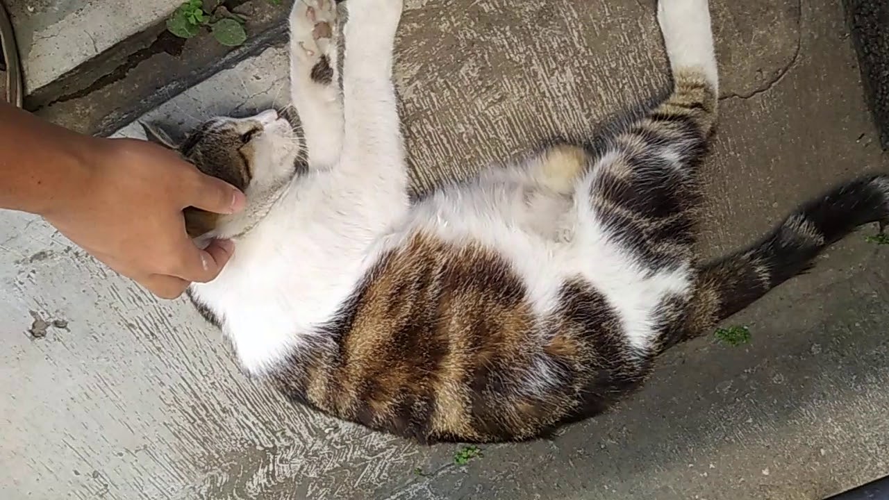 My neighborhood cat she is a disabled cat eyes and legs 