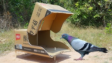 Creative Unique Bird Trap Using Cardboard Box - Simple Bird Trap