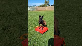 a tip on building a solid "stay" command with your dog.#belgianmalinois #dogtrainer