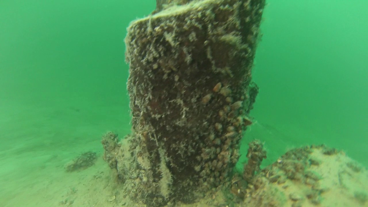 Arbre à brochets, lac d'Annecy