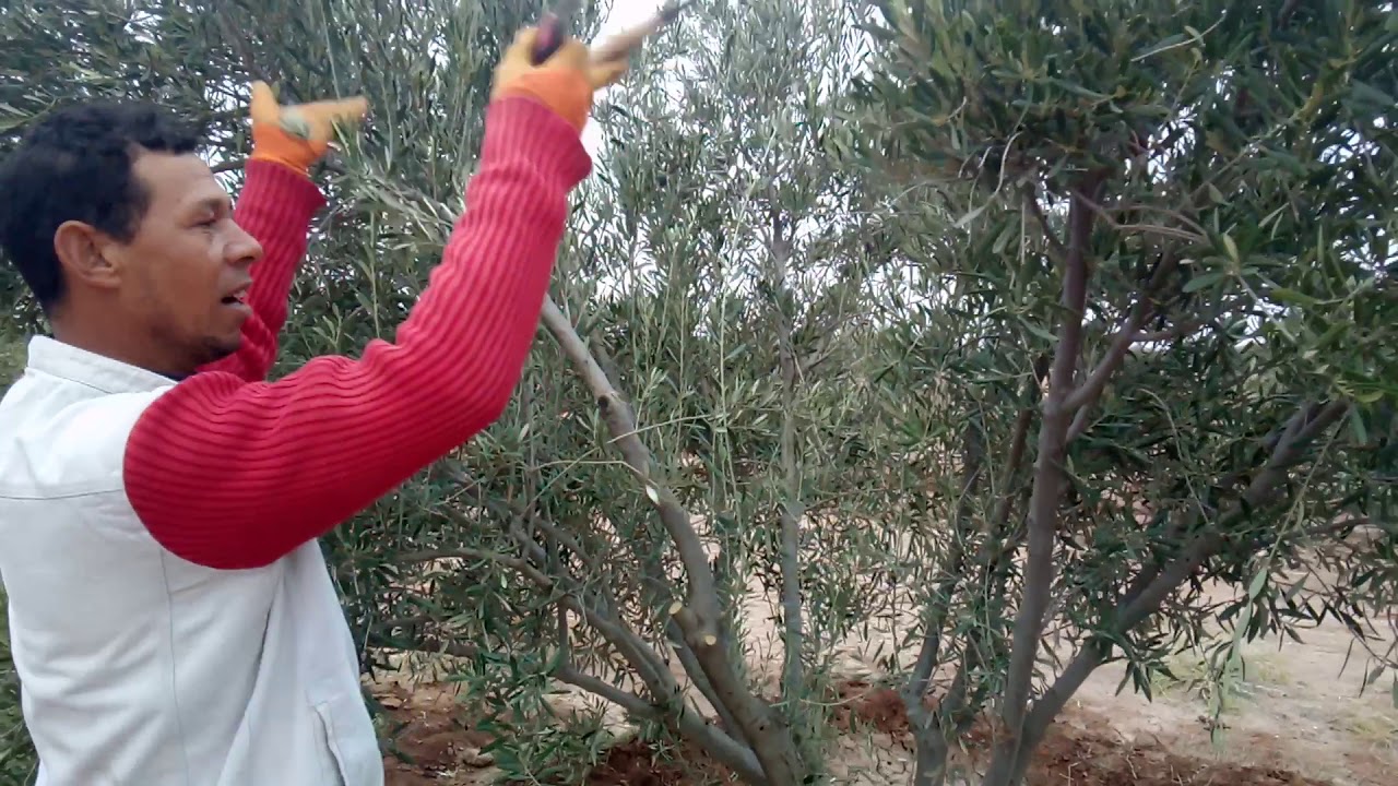 تشبيب الزيتون البلدي بعد التقليم الخطأ انتبهوا جيدا مع المقطع للنهاية