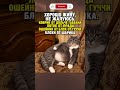 Живу не жалуюсь #шортс #мем # #прикол #funny #memes #рекомендации #смех #юмор #смешно #фильм