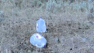 Berger 22Cal 90Gr Bt & Vld Vs Milk Jug At 500M