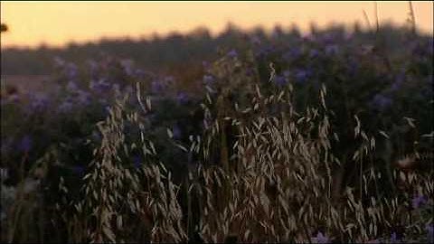 Same Shot Different Colors - Secondary Correction - Symphony