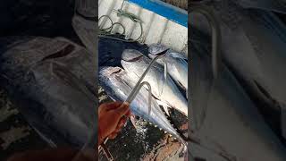 pesca del atún rojo en Málaga🎣🐟🎏/ fishing tuna in Málaga/palangrero de larga distancia 😂😂