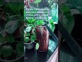 Harvesting rainwater for my plants #plants #rainwater #planttips