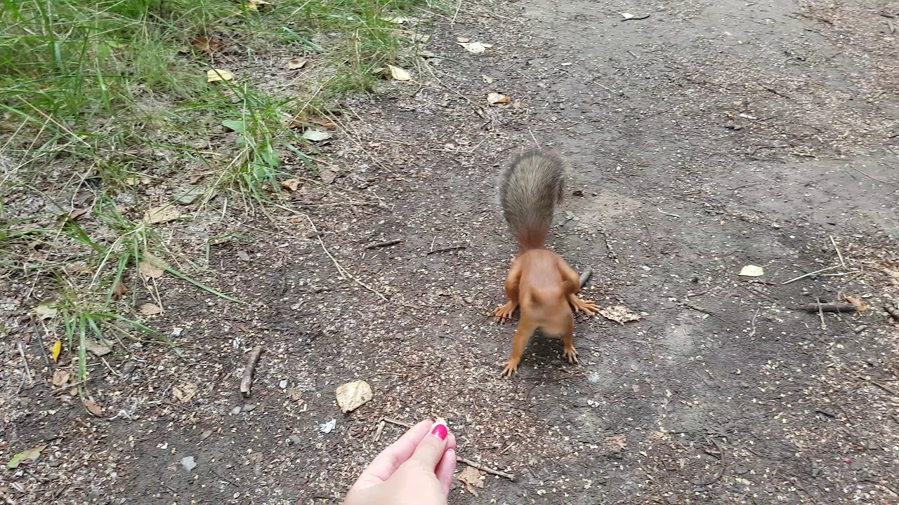 Казань, парк Горького/белки - YouTube