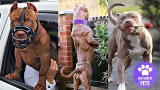 Pitbulls are Badass and Cute | 🐶Funny and Cute Pitbull Compilation !🐶