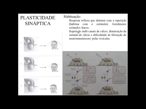 NEUROPLASTICIDADE
