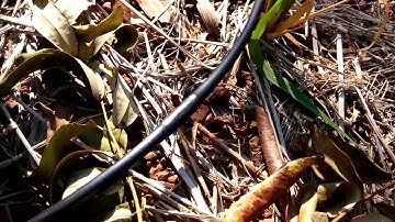 Mô hình hệ thống tưới nhỏ giọt 6 lỗ quanh gốc cho cây Hồ tiêu   Cty Cổ phần NewLife