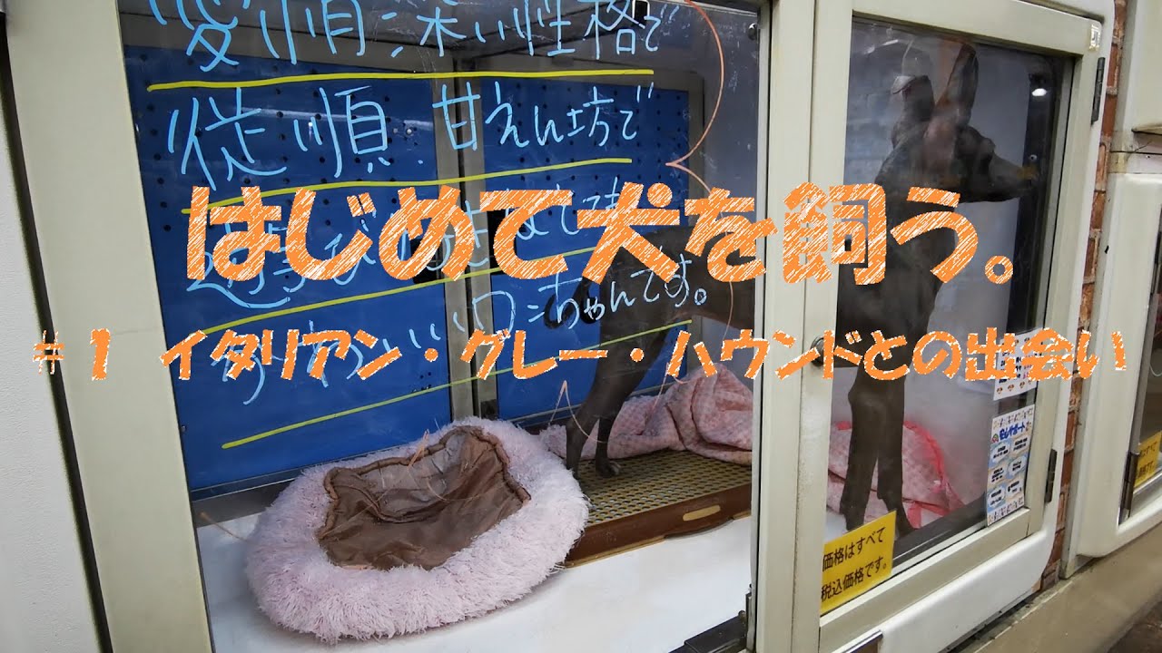 はじめて犬を飼う。#1イタリアン・グレー・ハウンドとの出会い