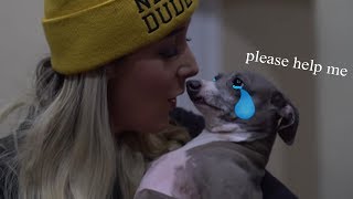 Jenna Marbles Terrorizing Her Dogs For 2 Minutes Straight