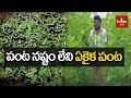 Wanaparthy Farmer Earning High Profits in SilkWorms & Mulberry Cultivation | hmtv Agri