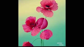 Flowers IPhone Wallpaper||Flowers Background||