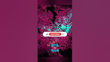 Change colour into 💙cold pink. |photo editing| mobile photography [presets]