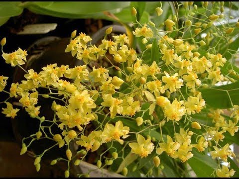 Video: Cos'è un'orchidea Oncidium: informazioni sulla cura dell'orchidea Oncidium