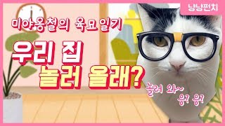 수의사가 쓰는 고양이 용품은 뭘까?