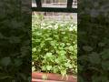 How to grow Coriander at Home: Easy Step-by-Step Guide for Beginners. Homegrown Coriander  #organic