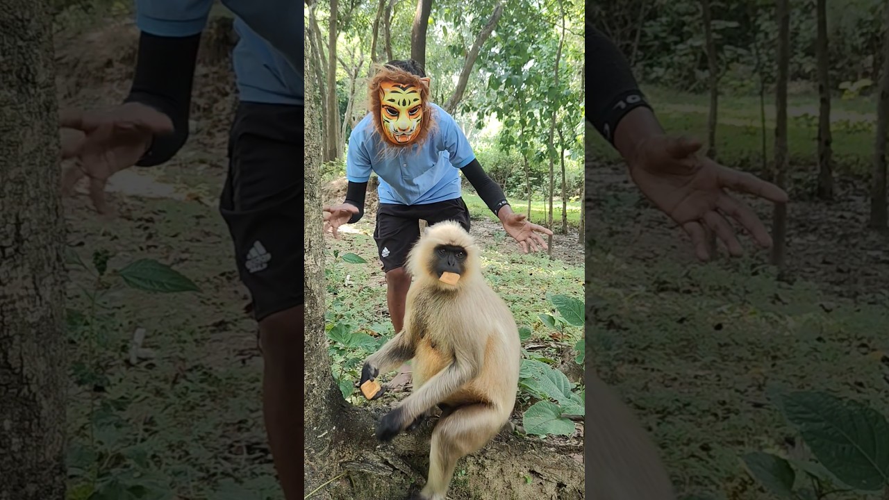 Langur aur Sher Ka Masked Encounter 🐒🦁 | Funny Jungle Prank