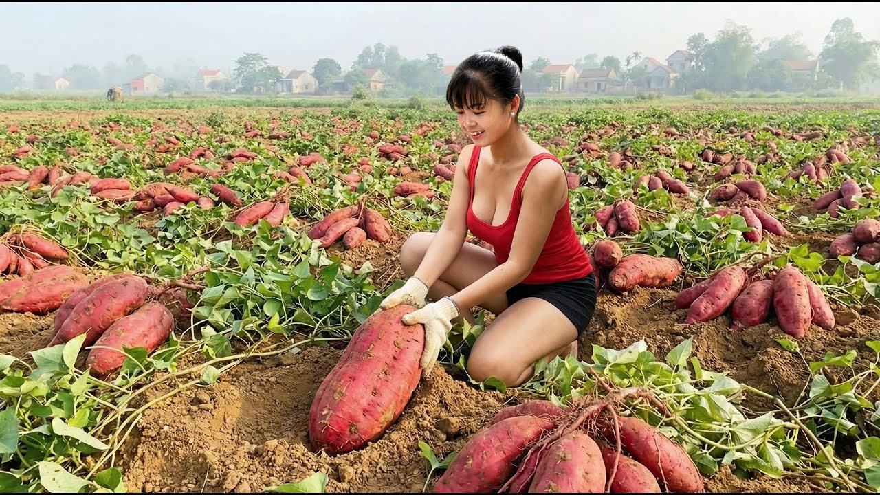 [TIMELAPSE] -- 488 Days Harvesting A Lot Of Sweet Potatoes, Kohlrabi, Cauliflower, Toro Go To Sell