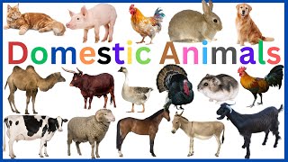 Domestic Animals Vocabulary || Learn 33 Essential Domestic Animals by InfoZillien 14,733 views 1 month ago 3 minutes, 30 seconds