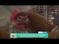 CARLOS SENESI CHILE Y PERÚ VUELVEN A ABRIR SUS PUERTAS A LA CARNE DE POLLO ARGENTINA