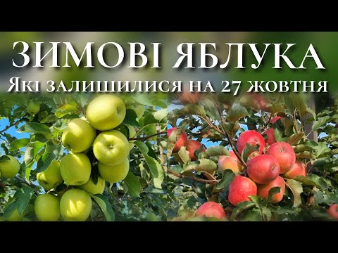 ЗИМОВІ ЯБЛУКА ЯКІ