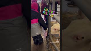 Cow Loves To Eat Gloves