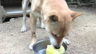 梨を食べる犬  