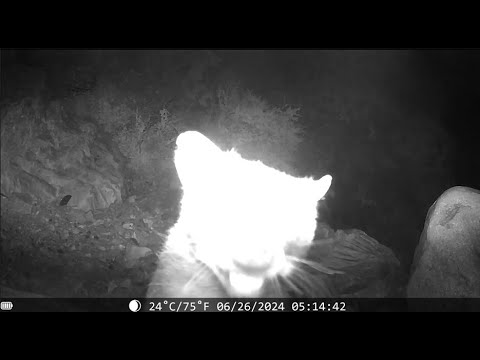 Hilarious Sounds an Excited Raccoon Makes - YouTube