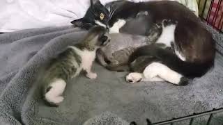 Win the right to name a kitten! by Save Our Cats and Kittens Shelter 24 views 3 years ago 2 minutes, 24 seconds