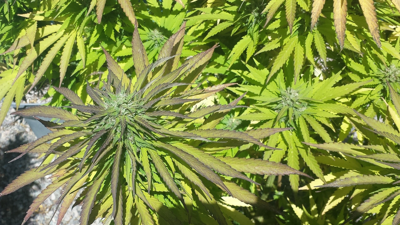 Let's Get High!! - Medication Station - Cannabis Friendly - Come Get High With Us