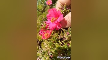 القارئ محمد جمال الدين من سورة ابراهيم    أرح سمعك