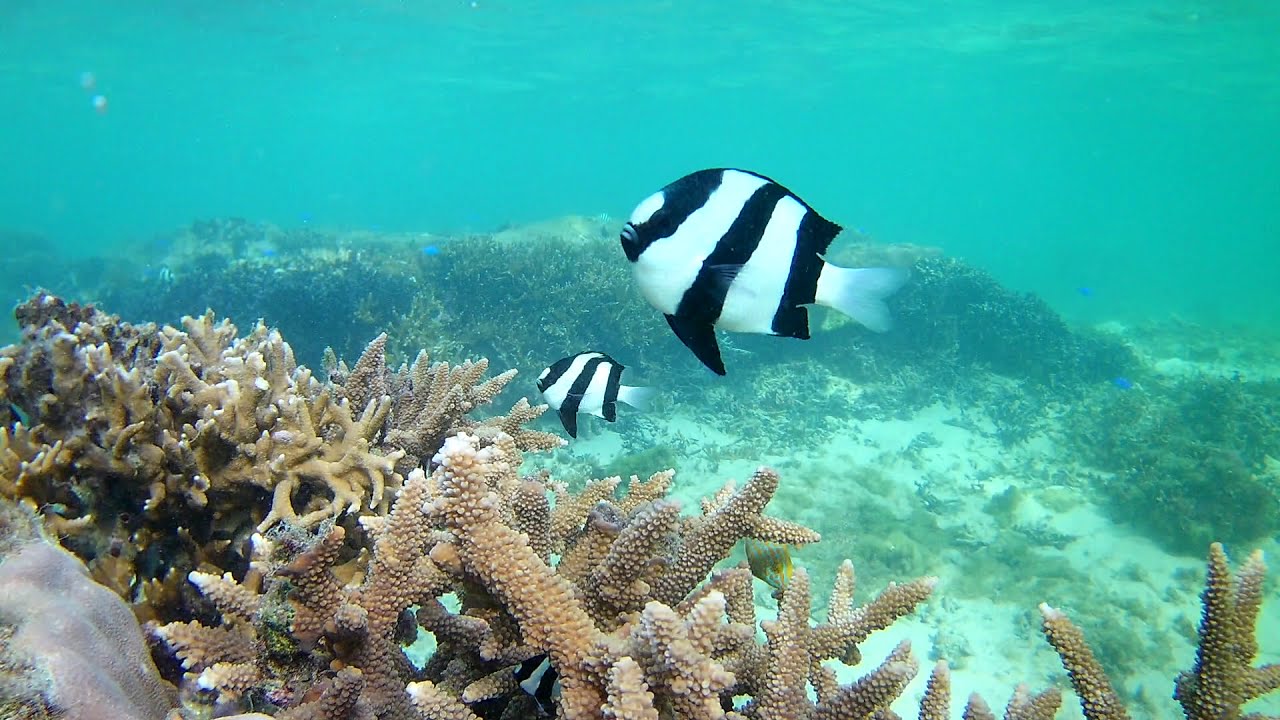 Shallow Sea Branch Coral Is The Home Of Whitetail Dascyllus インリーフの枝サンゴは ミスジリュウキュウスズメダイの住処 Youtube Shallow Sea Branch Coral Is The Home Of Whitetail Dascyllus インリーフの枝サンゴは ミスジリュウキュウスズメダイの住処 Youtube