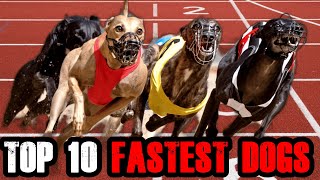 Fastest Dogs in the world (Top 10) | BILLA BOYKA | by BILLA BOYKA 516 views 11 months ago 3 minutes, 28 seconds