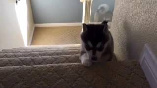 Graceful Puppy.webm